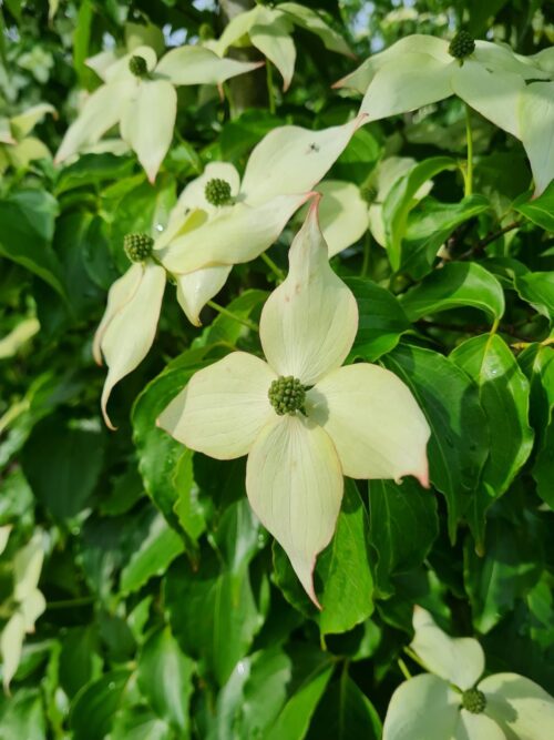 Gele kornoelje | Hoogstam