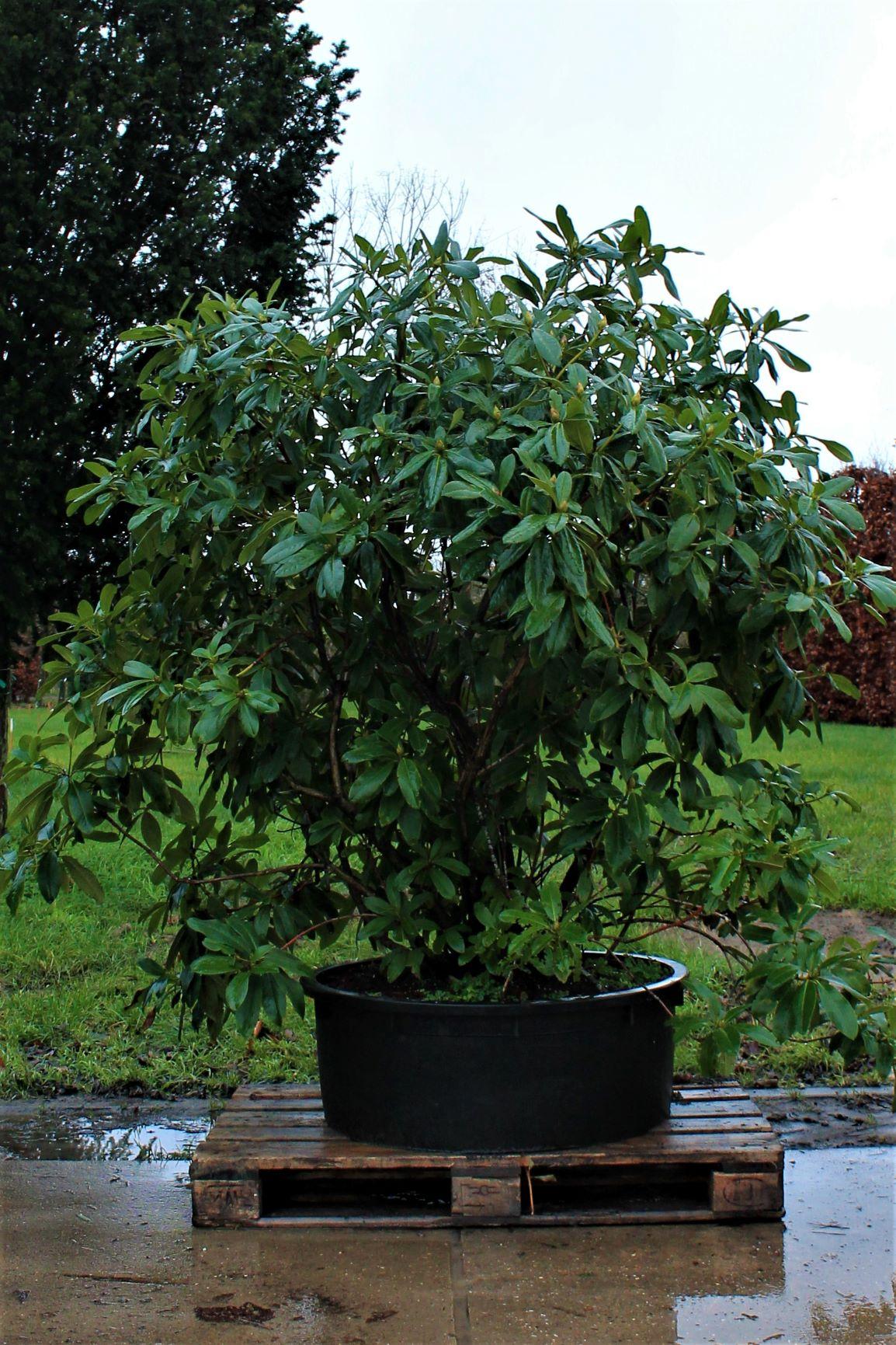 Jonge Rhodo 'Cunningham's White' | Struikvorm