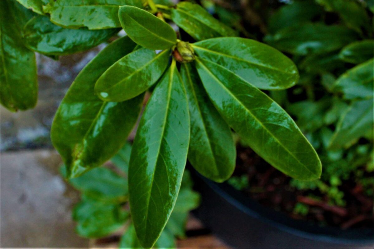 Jonge Rhodo 'Cunningham's White' | Struikvorm