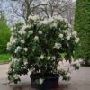 Jonge Rhodo 'Cunningham's White' | Struikvorm