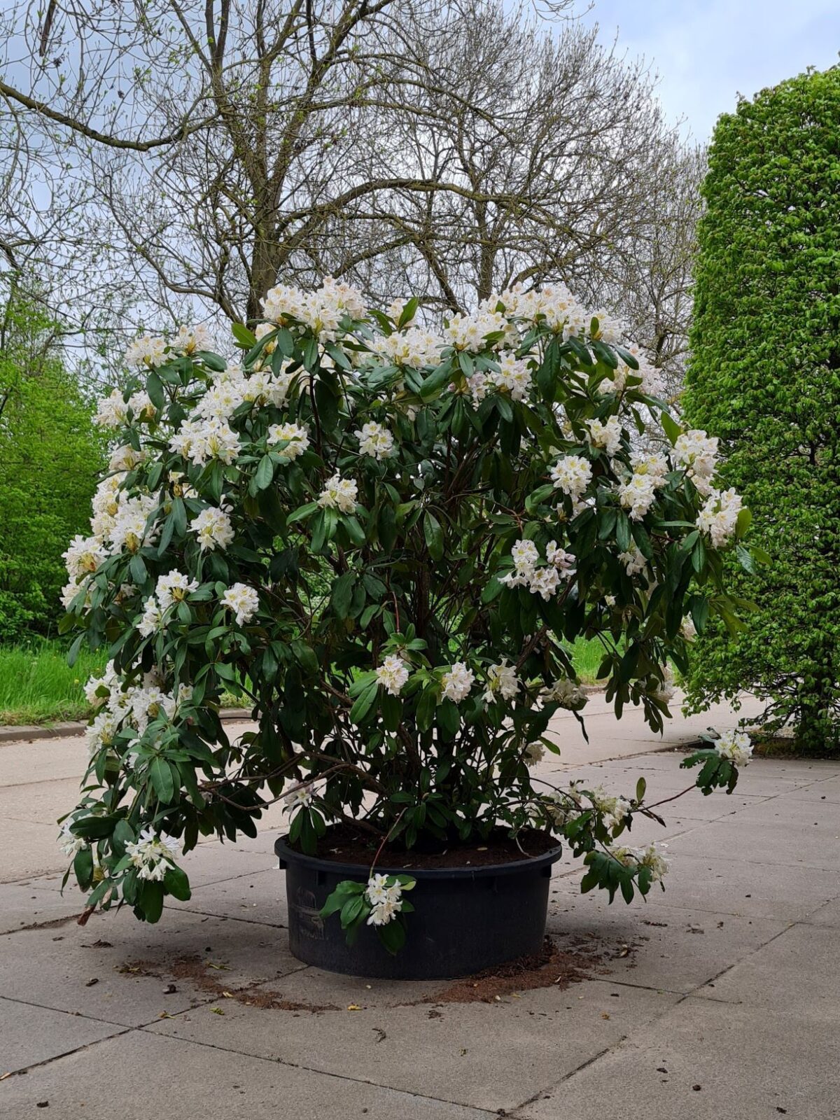 Jonge Rhodo 'Cunningham's White' | Struikvorm