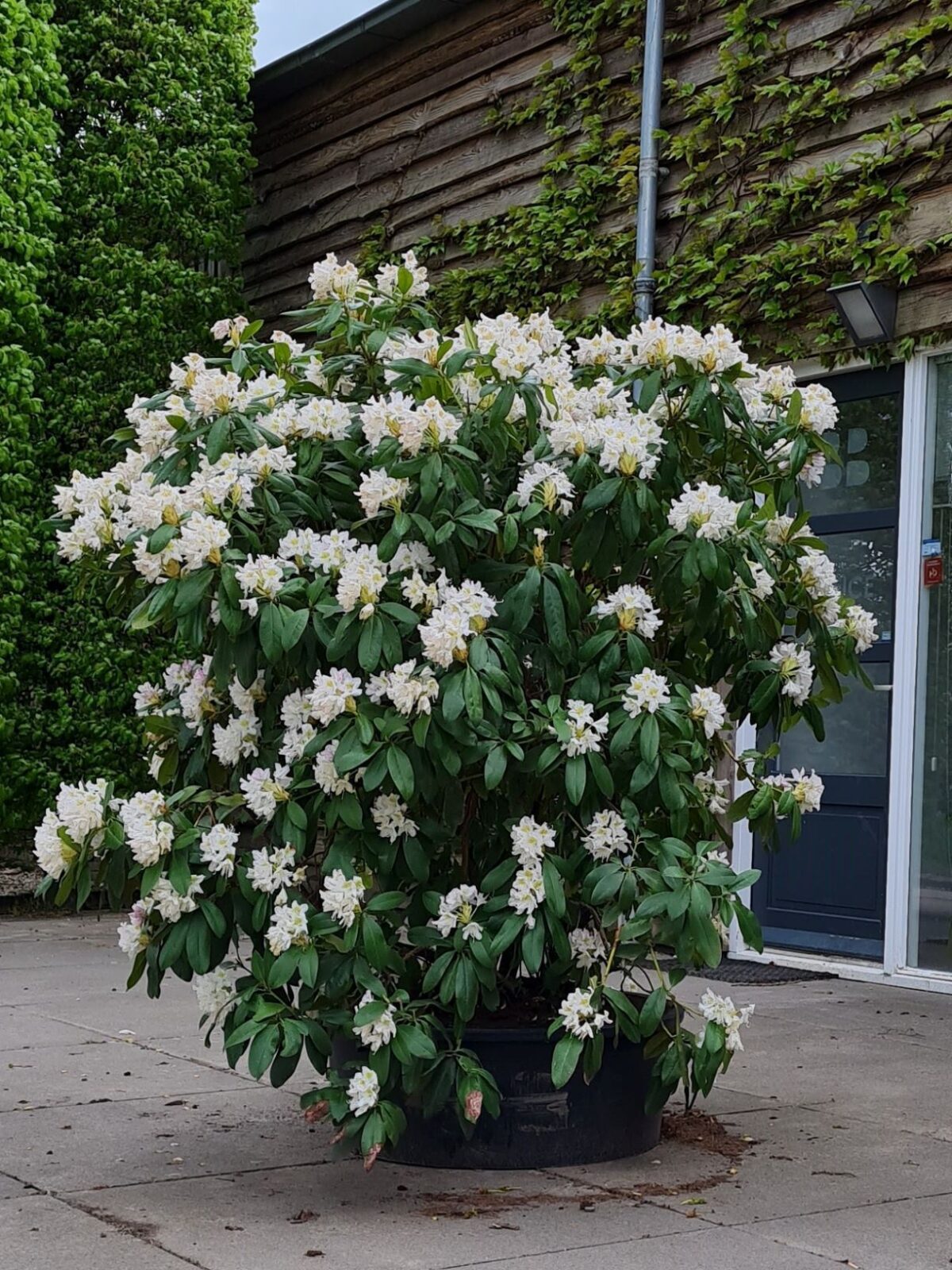 Jonge Rhodo 'Cunningham's White' | Struikvorm