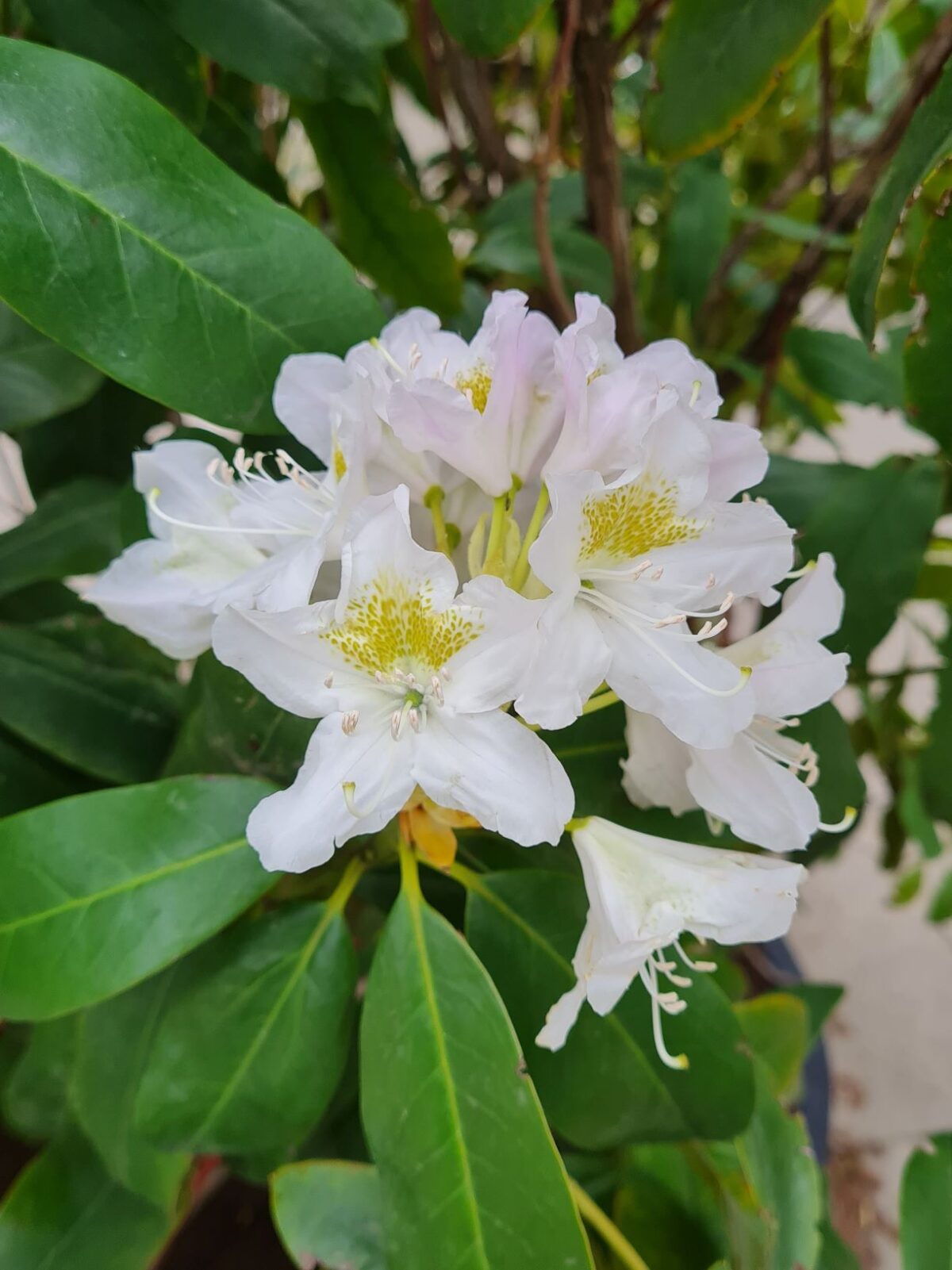 Jonge Rhodo 'Cunningham's White' | Struikvorm