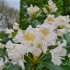 Jonge Rhodo 'Cunningham's White' | Struikvorm