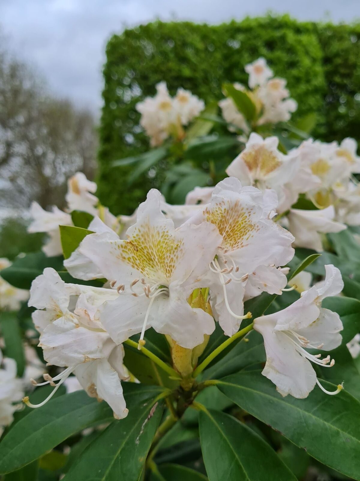 Jonge Rhodo 'Cunningham's White' | Struikvorm