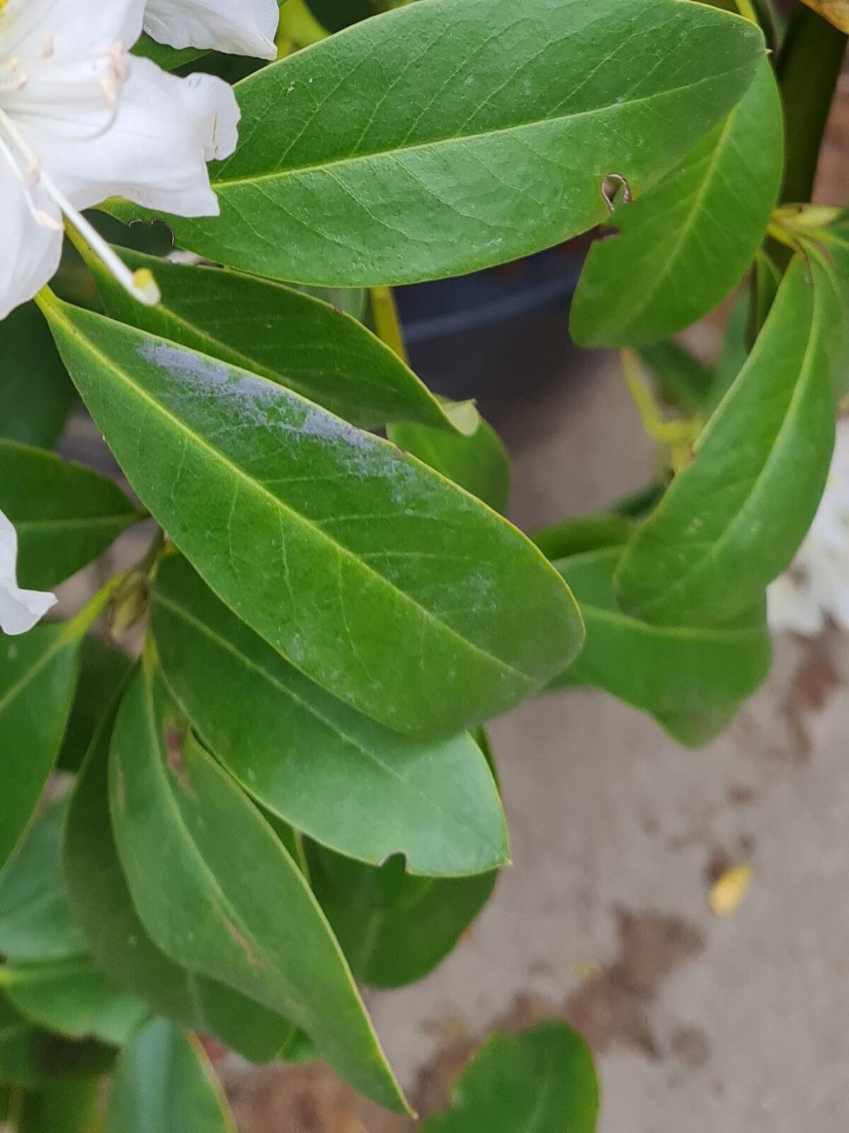 Jonge Rhodo 'Cunningham's White' | Struikvorm
