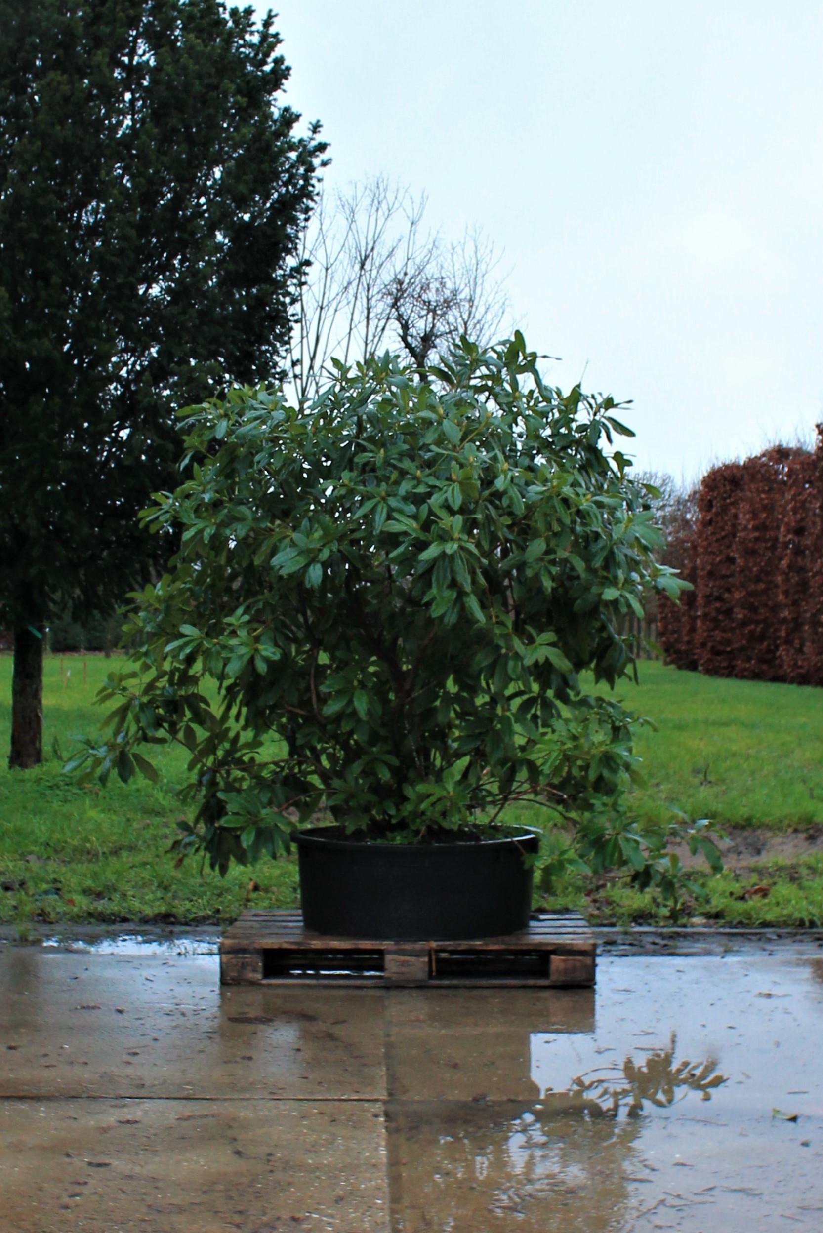 Jonge Rhodo ‘Cunningham’s White’ | Struikvorm