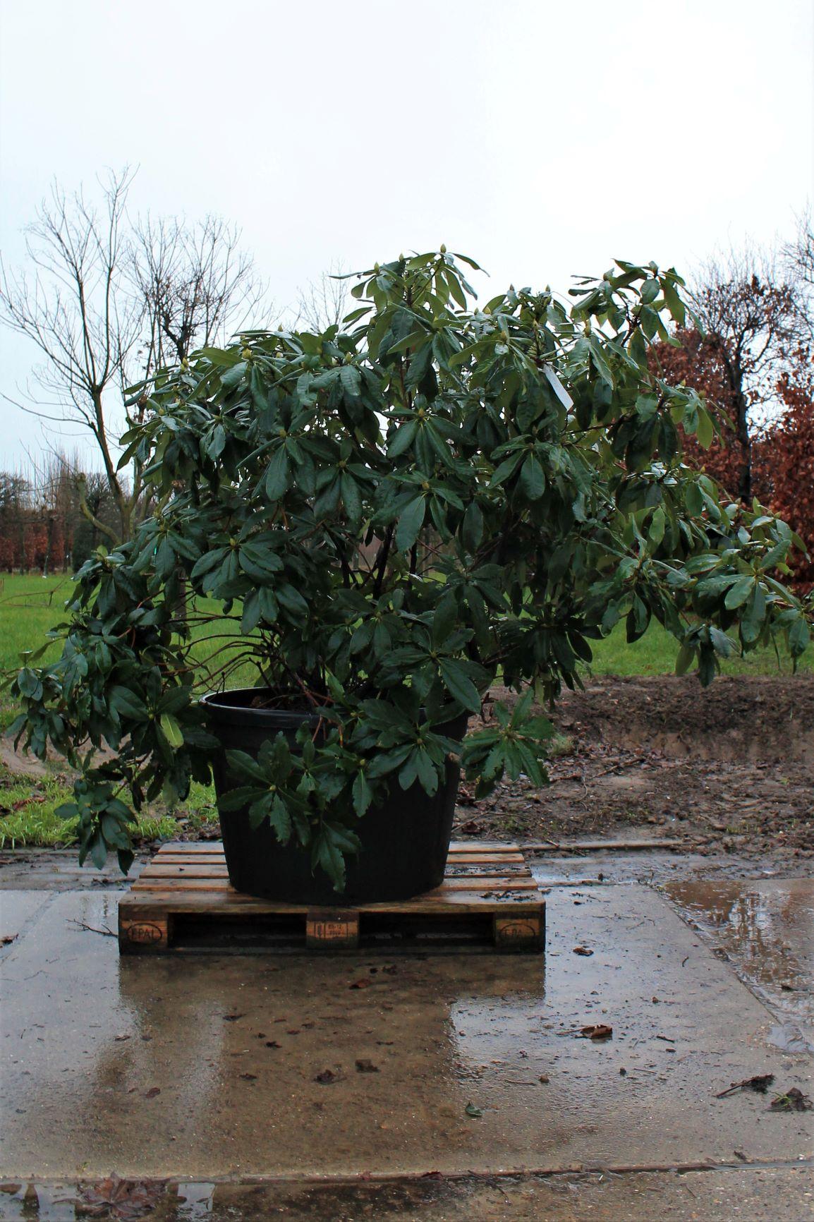 Jonge Rhododendron 'Nova Zembla' | Struikvorm