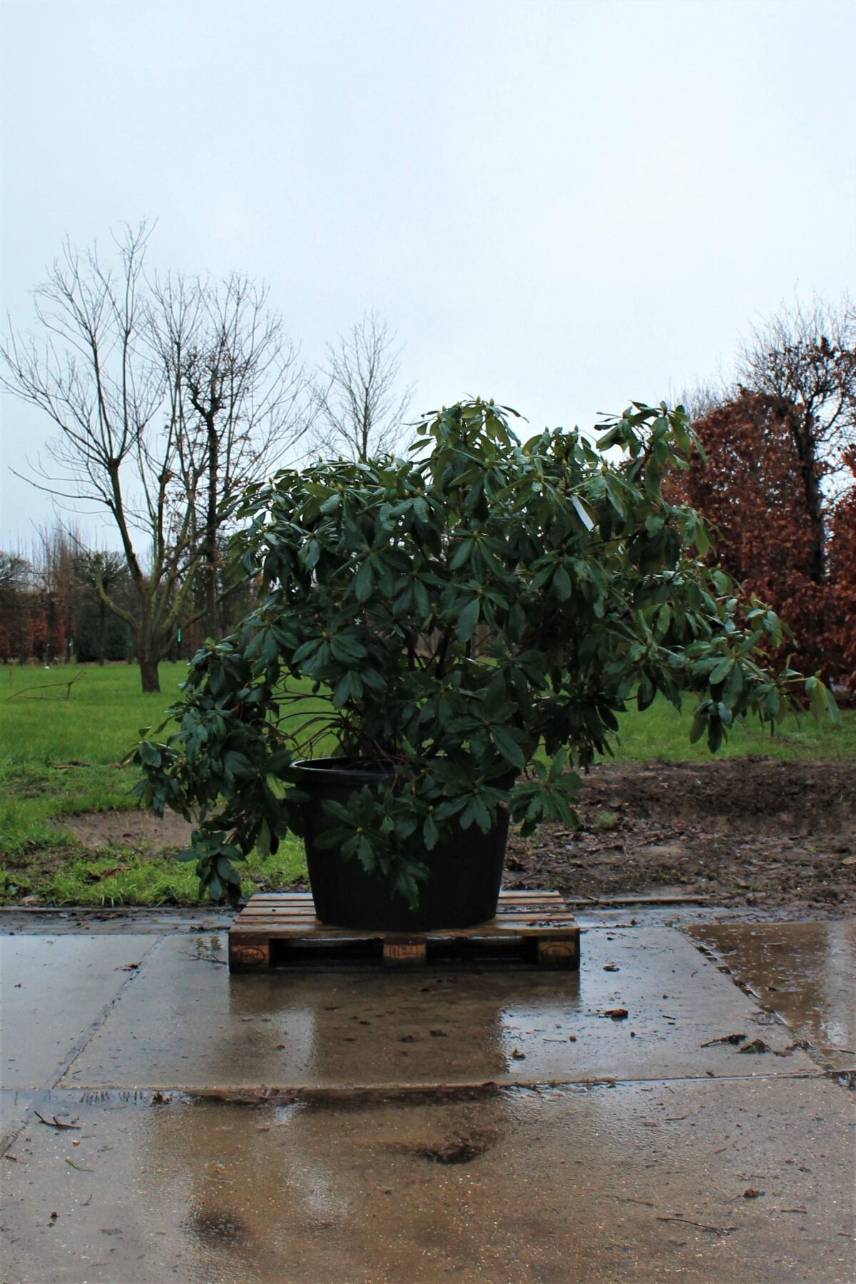 Jonge Rhododendron 'Nova Zembla' | Struikvorm
