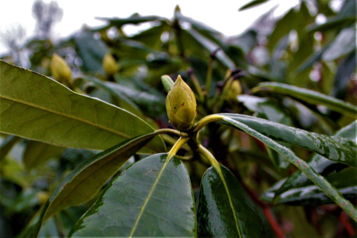 Jonge Rhododendron 'Nova Zembla' | Struikvorm