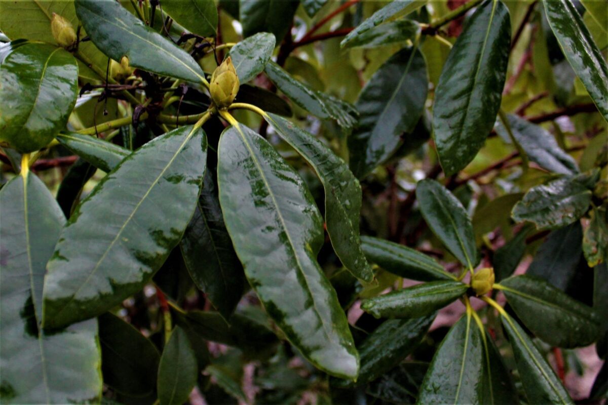 Jonge Rhododendron 'Nova Zembla' | Struikvorm