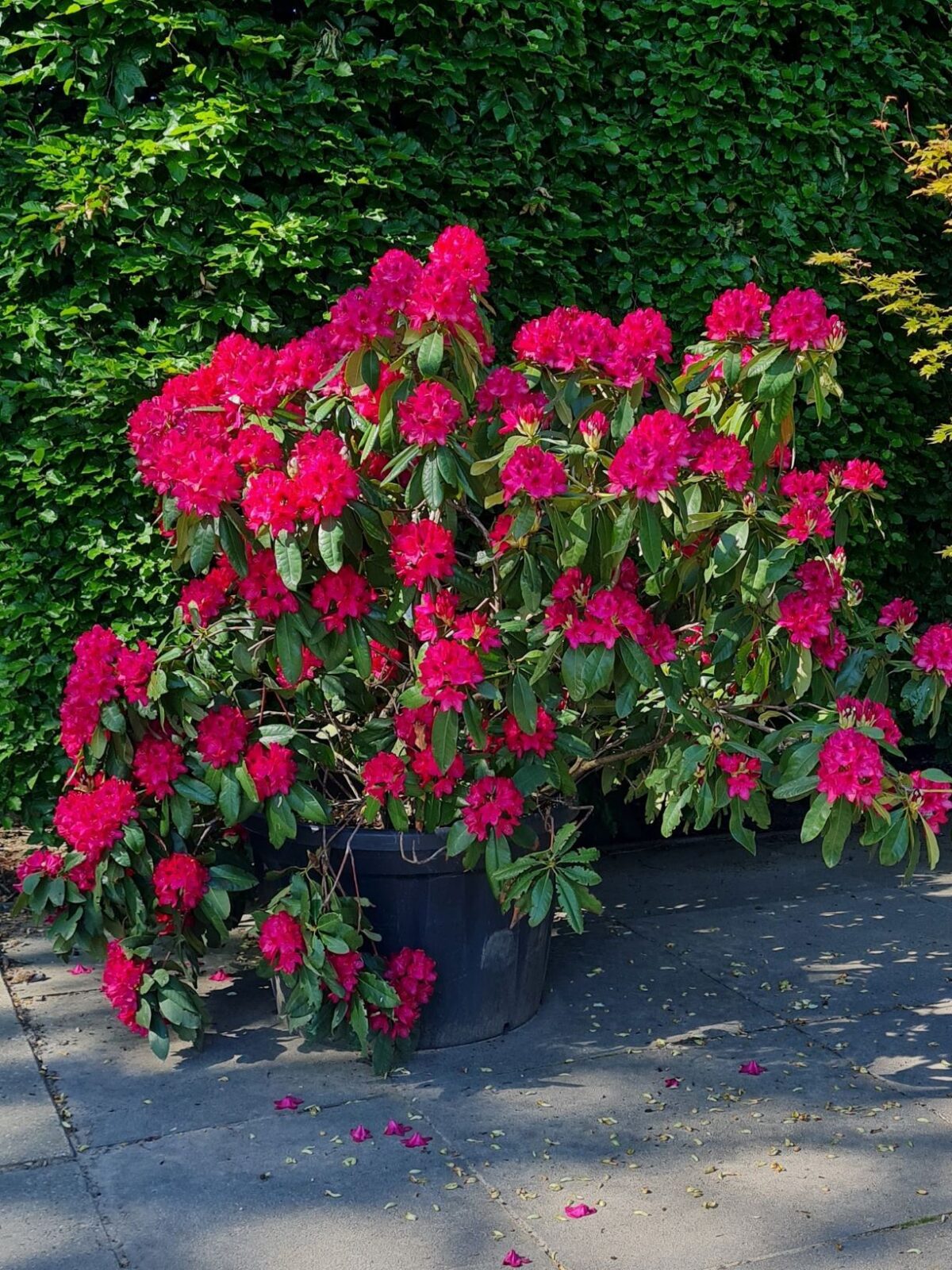 Jonge Rhododendron 'Nova Zembla' | Struikvorm