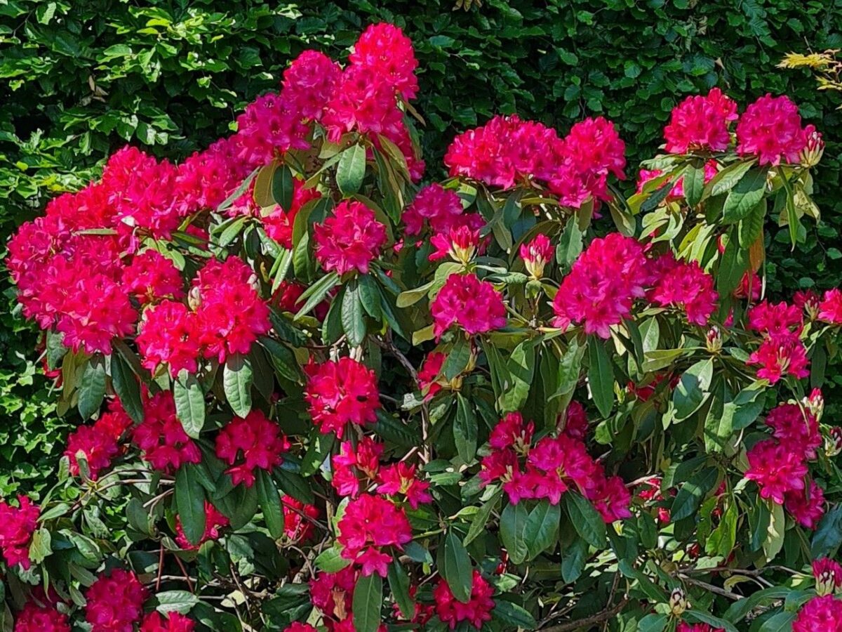 Jonge Rhododendron 'Nova Zembla' | Struikvorm