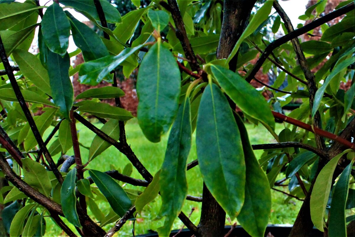 Jonge Rhodo ponticum 'Roseum' | Struikvorm