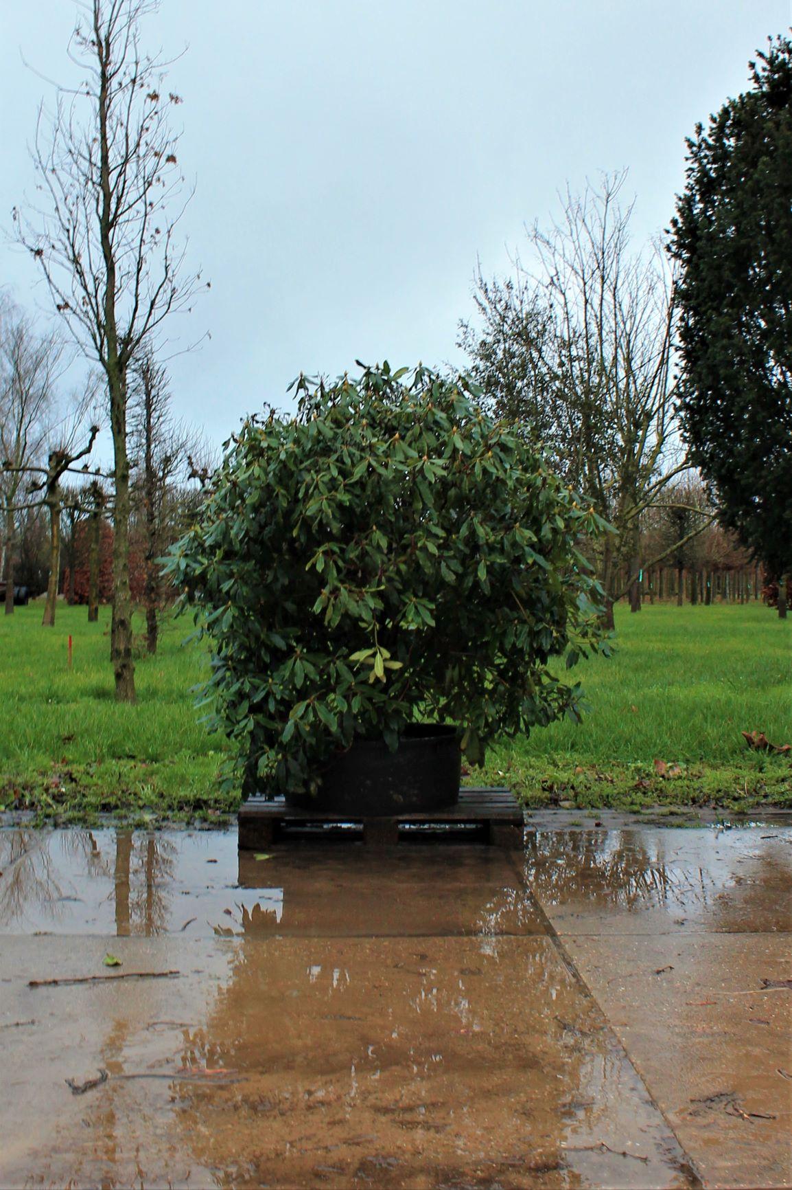Jonge Rhodo ponticum 'Roseum' | Struikvorm