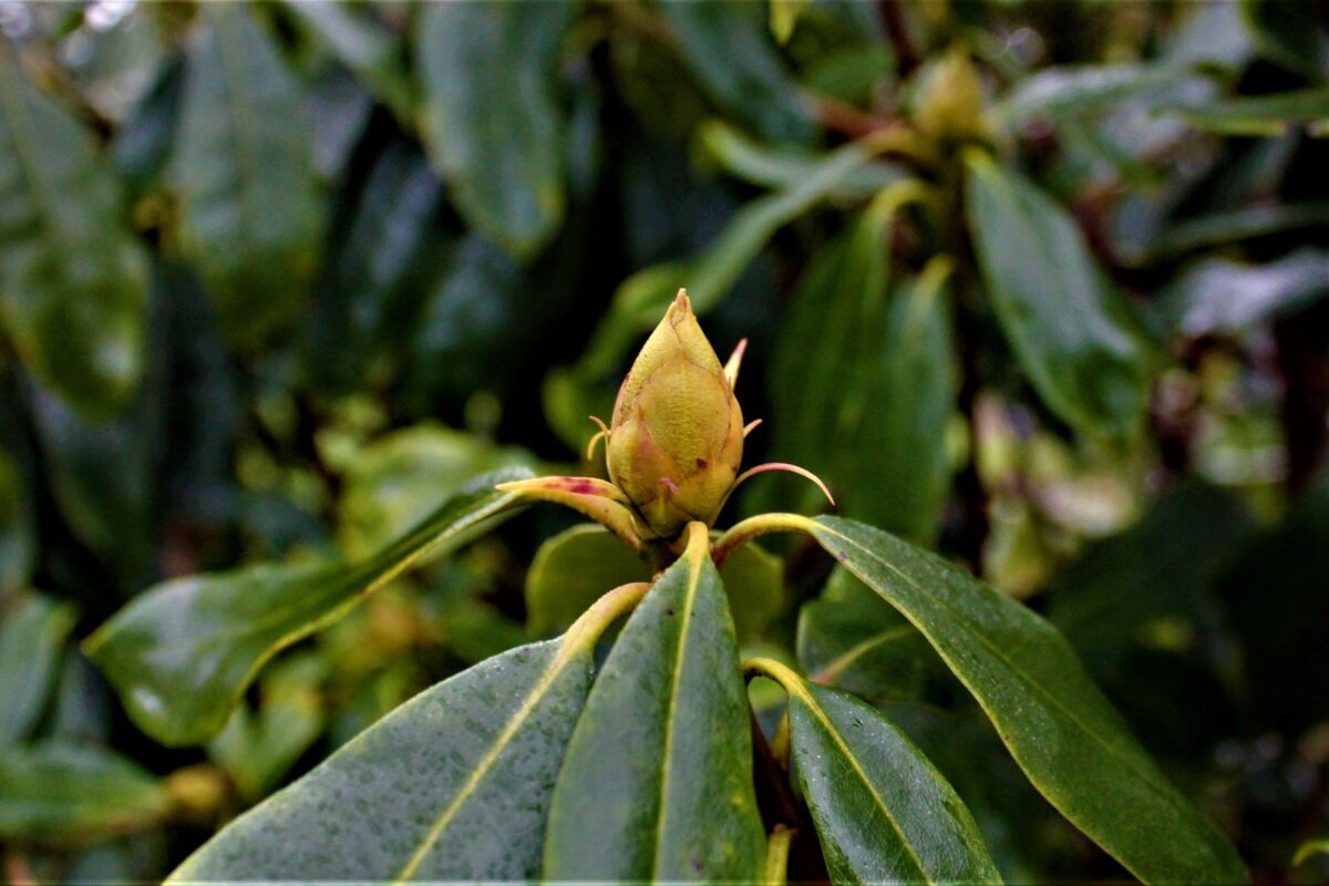 Jonge Rhodo ponticum 'Roseum' | Struikvorm