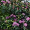 Jonge Rhodo ponticum 'Roseum' | Struikvorm