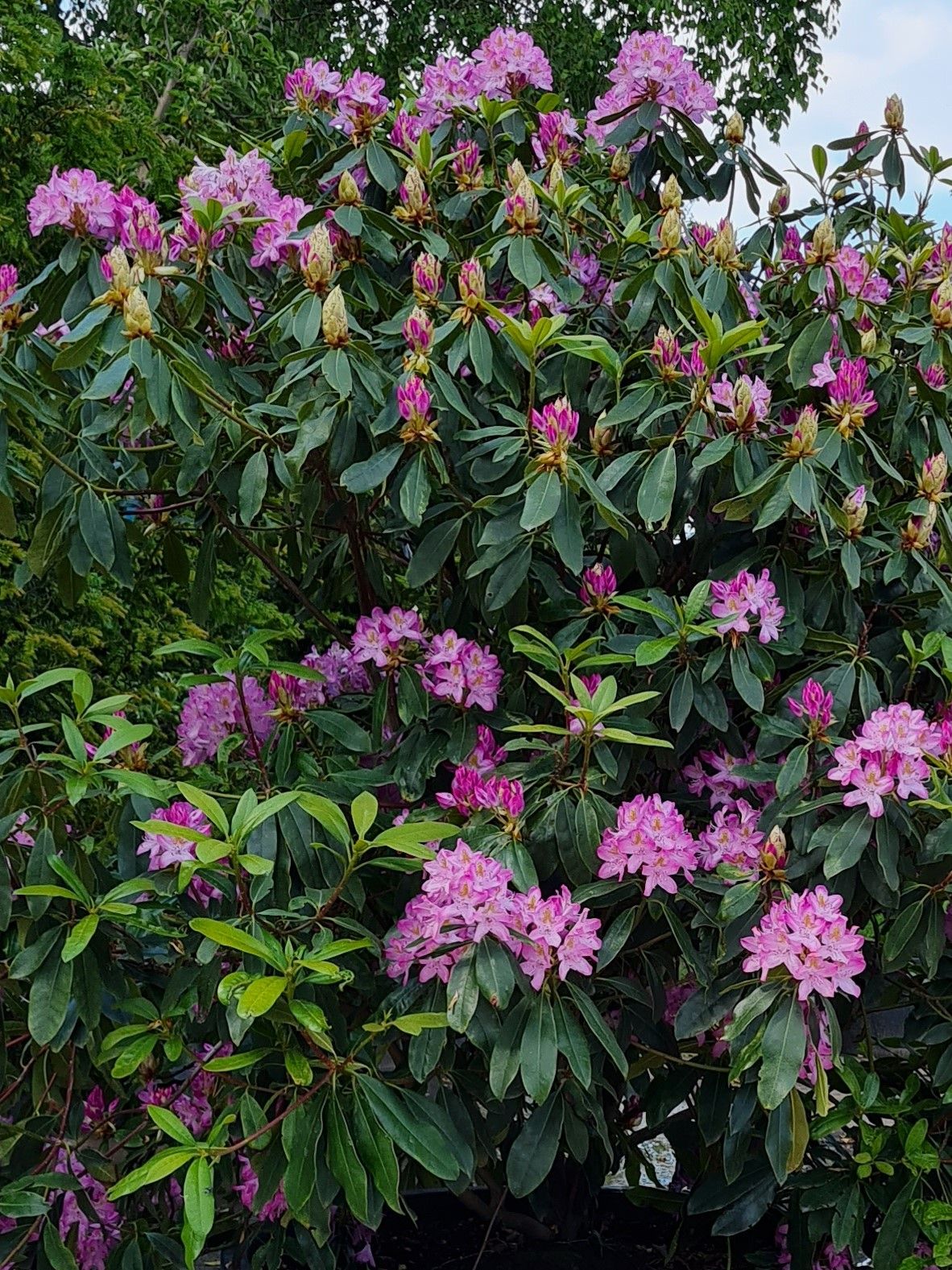 Jonge Rhodo ponticum 'Roseum' | Struikvorm