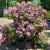 Jonge Rhodo ponticum 'Roseum' | Struikvorm