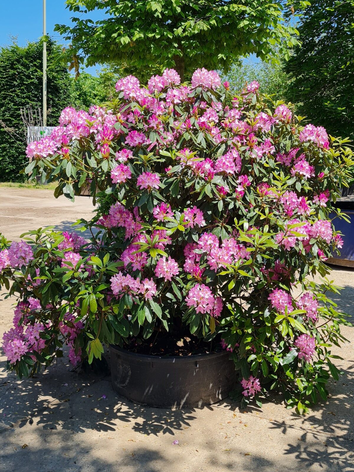 Jonge Rhodo ponticum 'Roseum' | Struikvorm
