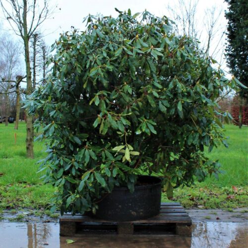 Jonge Rhodo ponticum 'Roseum' | Struikvorm