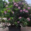 Jonge Rhodo ponticum 'Roseum' | Struikvorm