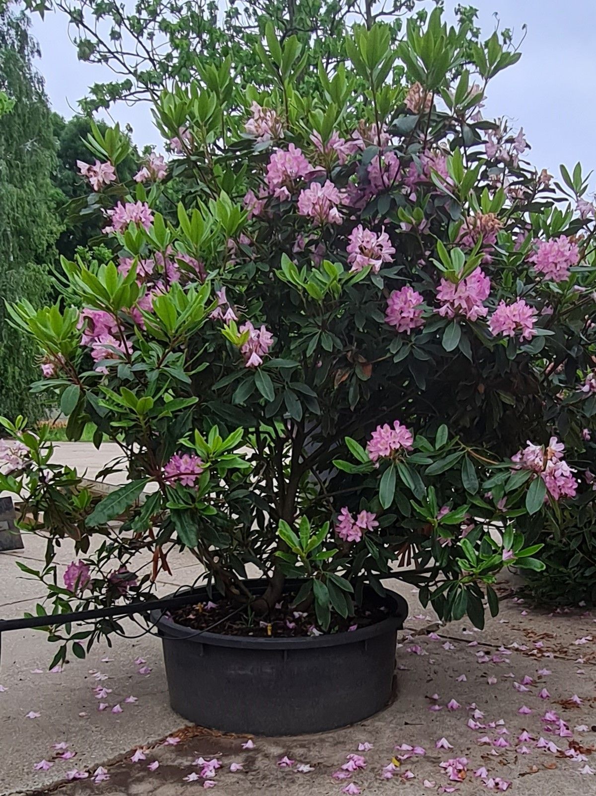 Jonge Rhodo ponticum 'Roseum' | Struikvorm