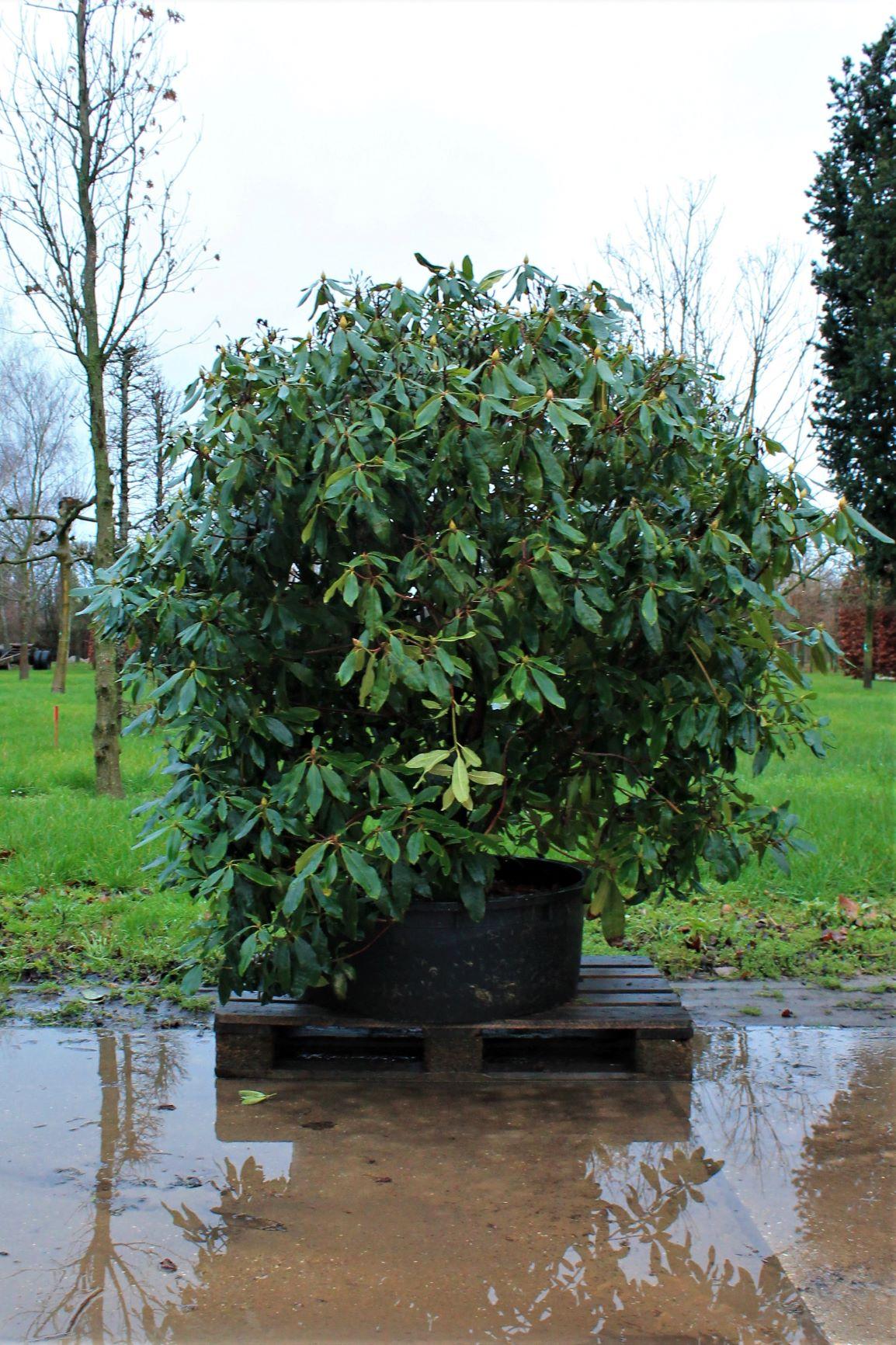 Jonge Rhodo ponticum 'Roseum' | Struikvorm