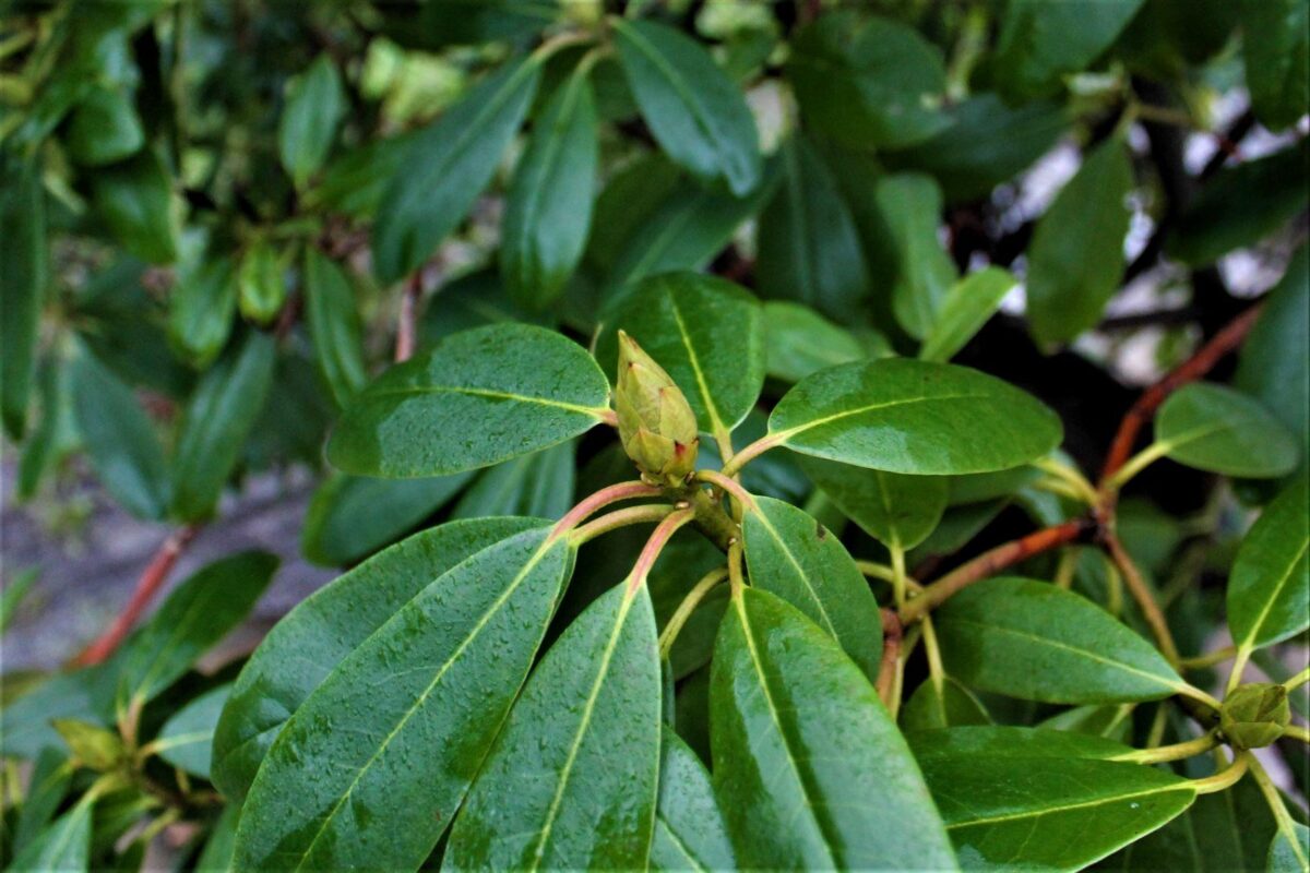 Jonge Rhodo 'Roseum Elegans' | Struikvorm