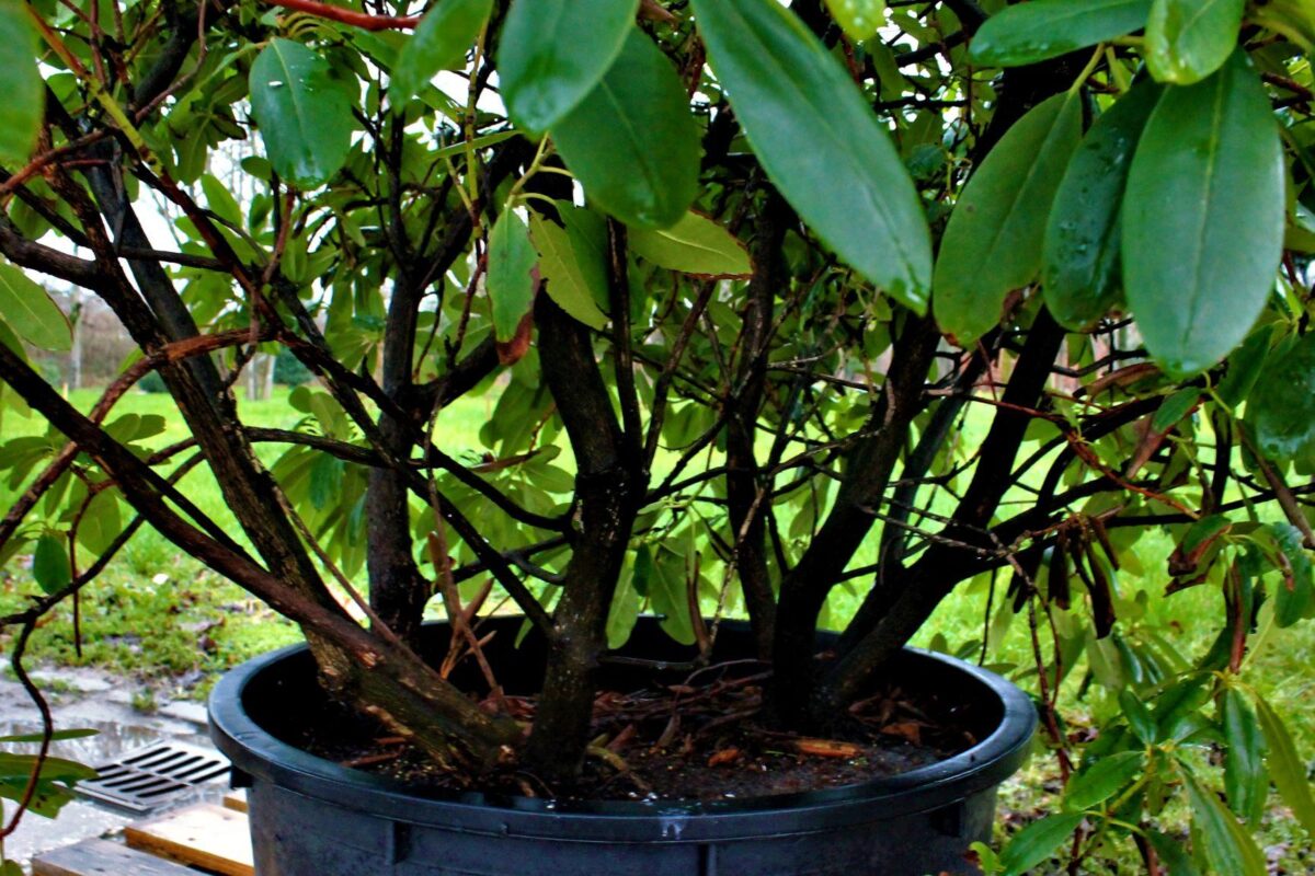 Jonge Rhodo 'Roseum Elegans' | Struikvorm