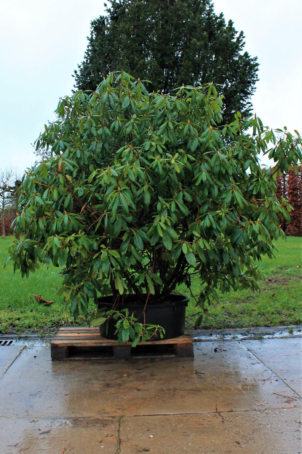 Jonge Rhodo 'Roseum Elegans' | Struikvorm