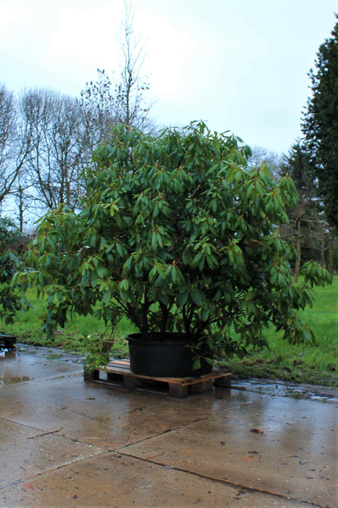 Jonge Rhodo 'Roseum Elegans' | Struikvorm