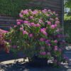 Jonge Rhodo 'Roseum Elegans' | Struikvorm
