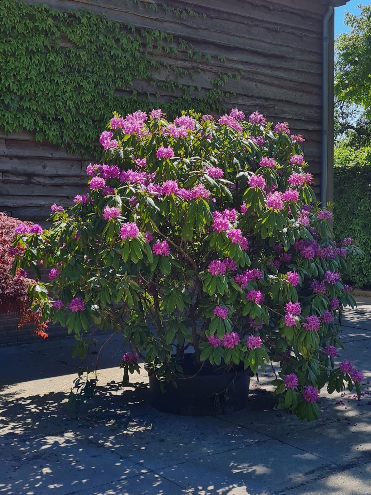 Jonge Rhodo 'Roseum Elegans' | Struikvorm