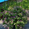 Jonge Rhodo 'Roseum Elegans' | Struikvorm