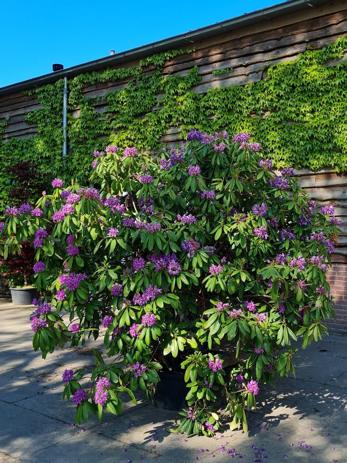 Jonge Rhodo 'Roseum Elegans' | Struikvorm