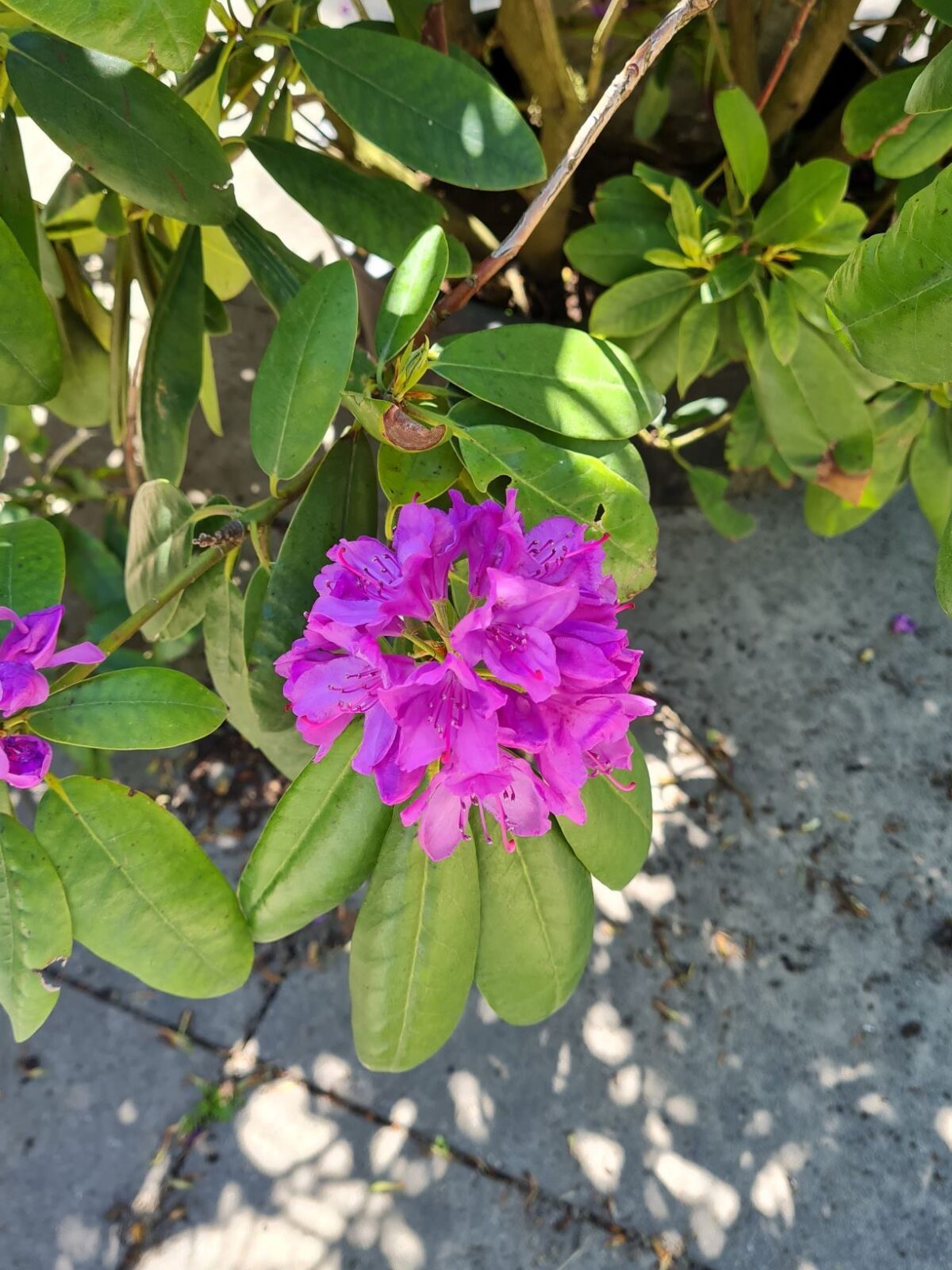 Jonge Rhodo 'Roseum Elegans' | Struikvorm