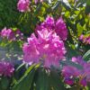 Jonge Rhodo 'Roseum Elegans' | Struikvorm