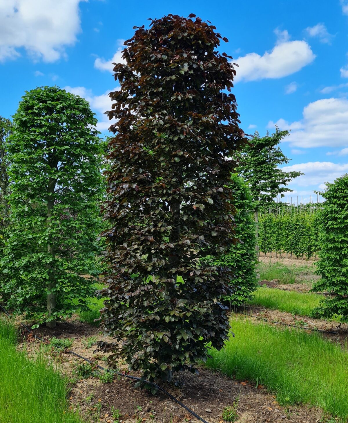 Jonge Rode beuk | Bijenkorfvorm