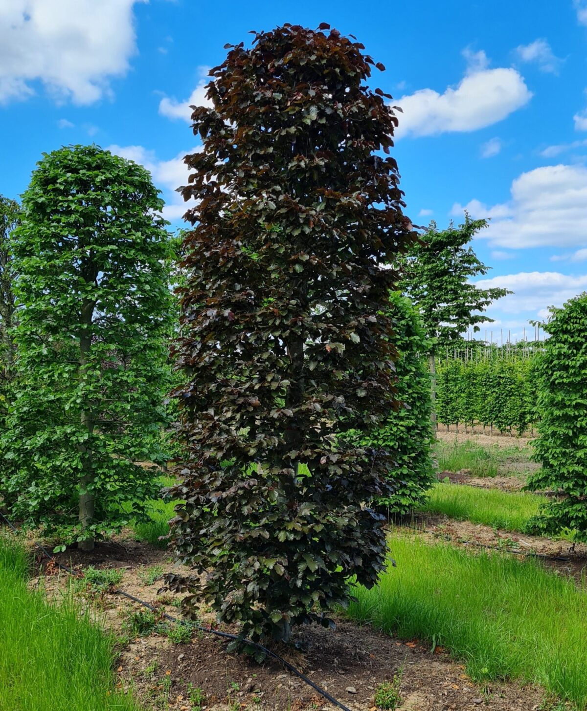 Rode beuk | Bijenkorfvorm