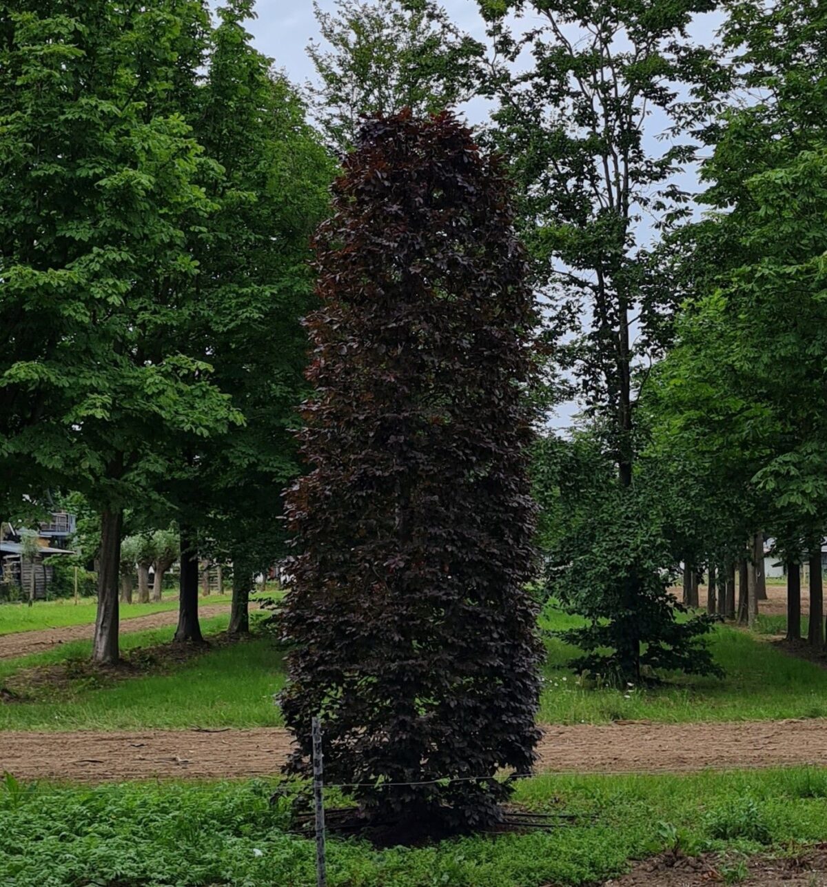 Jonge Rode beuk | Bijenkorfvorm