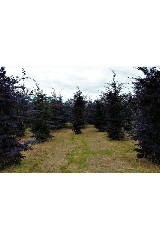 Jonge Rode beuk | Hoogstam