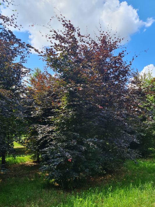 Jonge Rode beuk | Hoogstam