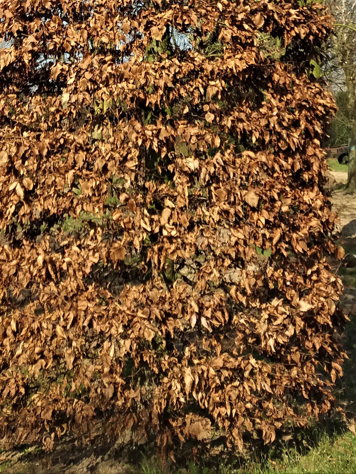 Jonge Rode beuk | Bijenkorfvorm