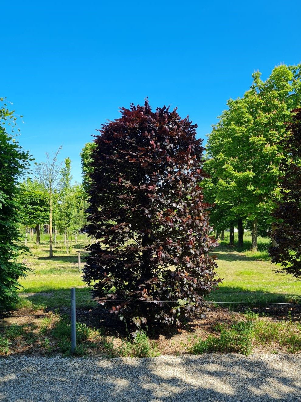 Volwassen Rode beuk | Bijenkorfvorm