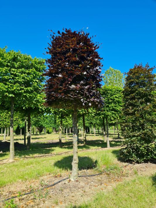 Volwassen Rode beuk | Bijenkorfvorm