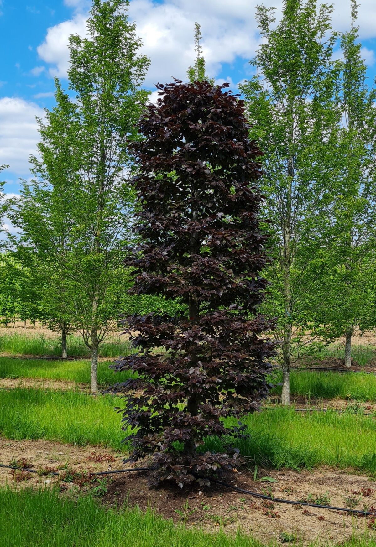 Volwassen Rode beuk | Bijenkorfvorm