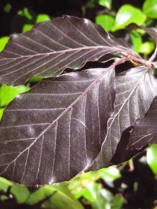 Rode beuk | Bijenkorfvorm