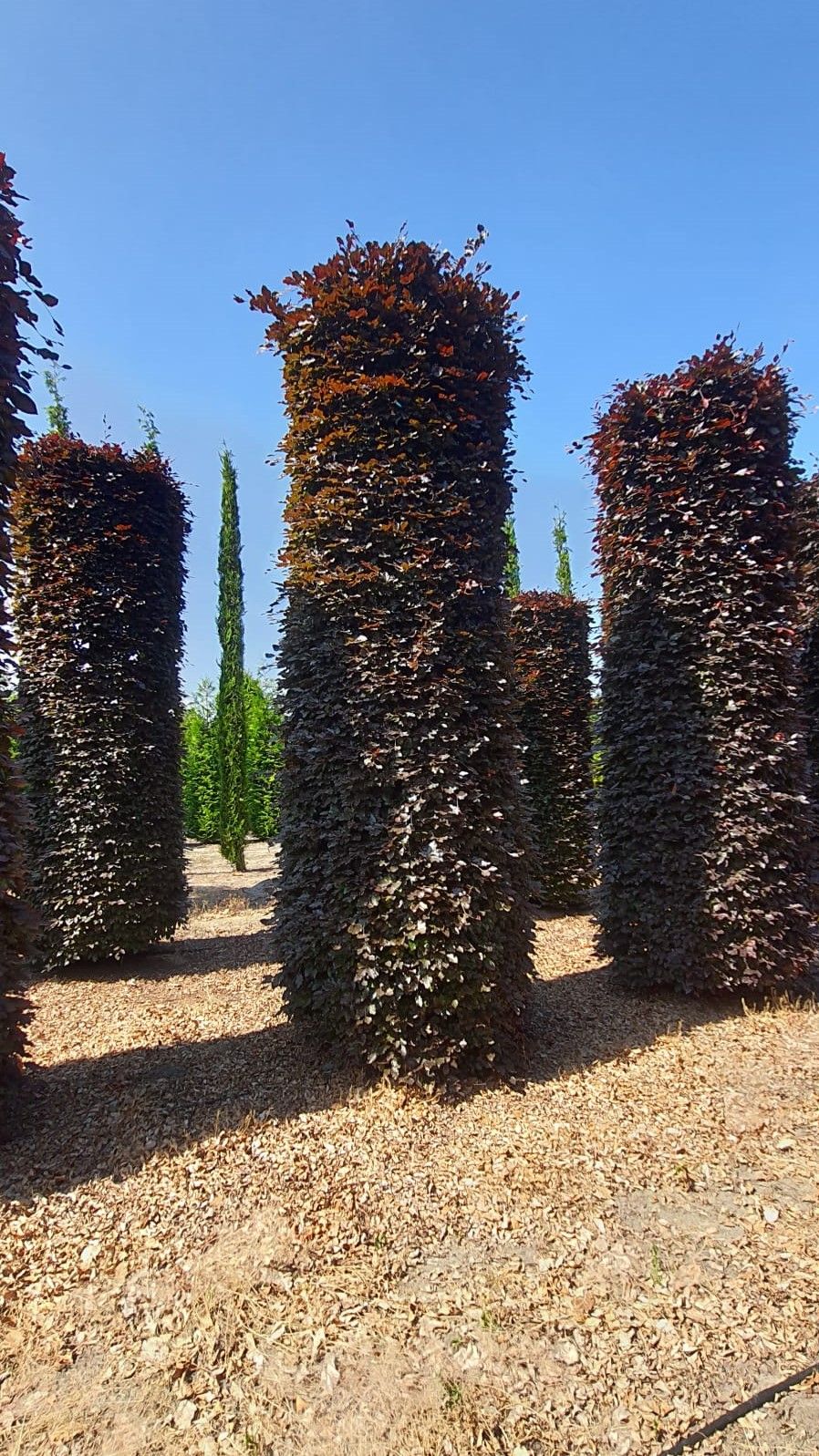 rode-beuk Volwassen Rode beuk | Pilaarvorm vierkant