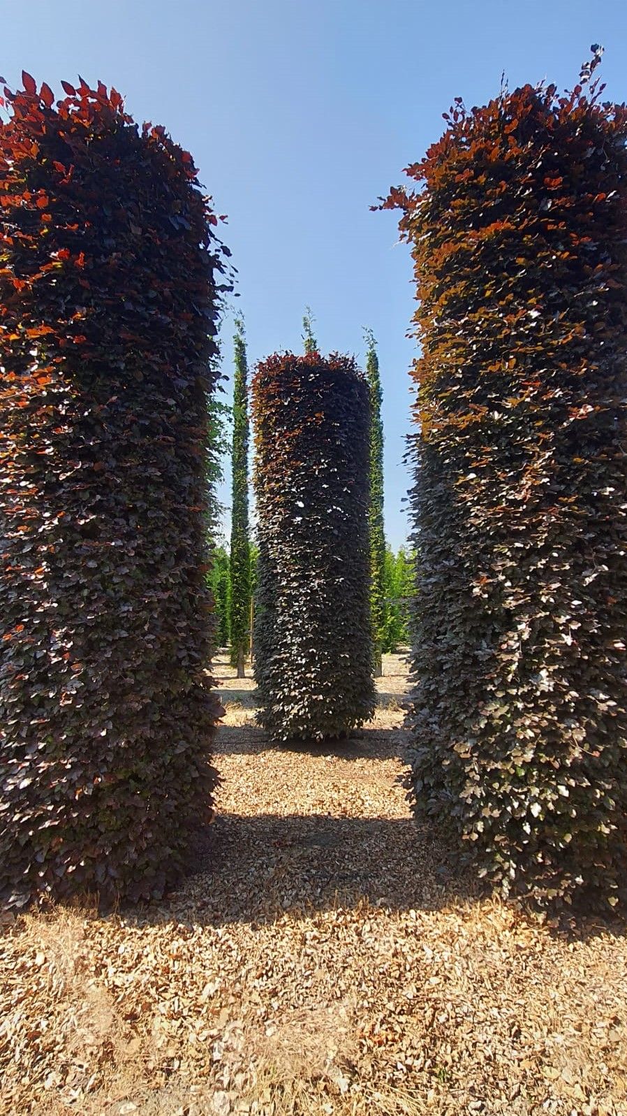 rode-beuk Volwassen Rode beuk | Pilaarvorm vierkant